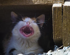 Проснулся, потянулся и зевнул