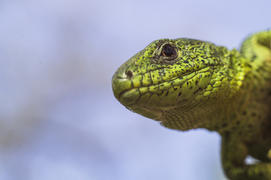Взгляд в объектив