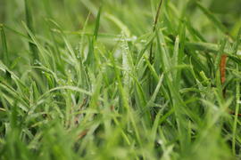 Утренняя роса