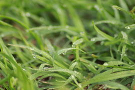 Утренняя роса