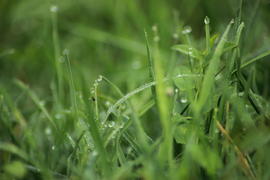 Утренняя Роса