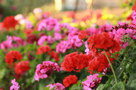 Цветы Греции