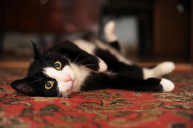 Кот лежит на боку, вытянув лапы