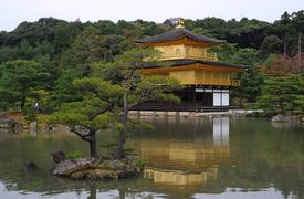 Дерево на пруду