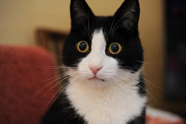 Очень удивленный черно-белый кот