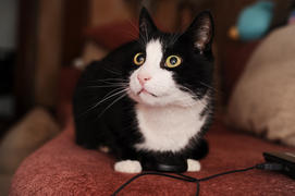 Кот смотрит наверх, сидя на компьютерной мыши