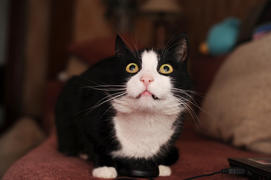 Кот смотрит наверх, сидя на компьютерной мыши