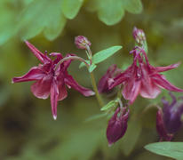 Красный цветок