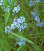 Голубые цветы