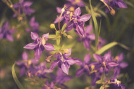 Фиолетовые цветы