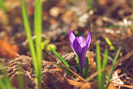 Фиолетовый крокус
