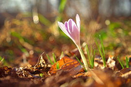 Розовый крокус