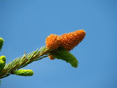 Еловая ветка