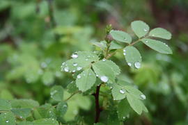 Роса на листьях