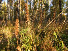 Солнечная осень