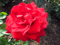 Красный цветок