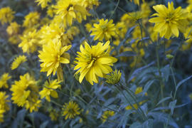 Желтые цветы