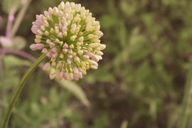 Красота простого лука