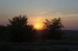 Солнце между деревьями