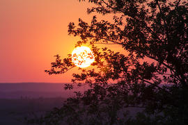 Солнце в ветках