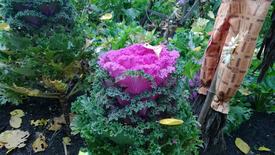 Ботанический сад