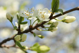 Цветущая слива