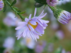 Сиреневый цветок