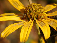 Желтый цветок