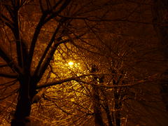 Ветви дерева