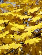 Желтая листва на дереве 
