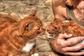 рыжий перебор