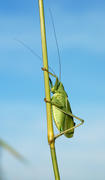 Зелёный кузнечик сидит на стебле травы