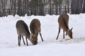 Группа оленей в национальном парке "Лосиный остров", Москва, Россия