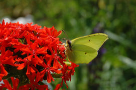 Бабочка села на цветок и пьет нектар