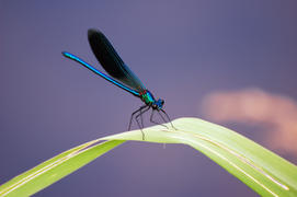 Стрекоза-красотка сидит на травинке