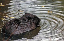 Бобр сидит в воде