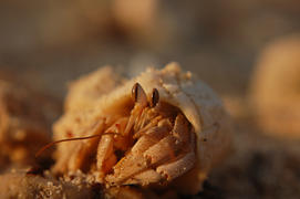 Рак-отшельник на закате задумчиво смотрит в даль