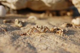 Мелкий краб на песке