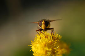 Муха-журчалка сидит на желтом цветке и пьёт сладкий нектар