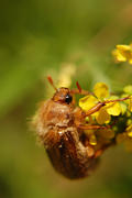 Июньский жук сидит на цветке