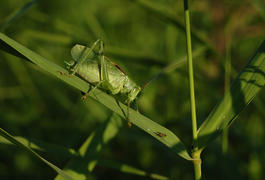 Зеленый кузнечик смотрит на муху