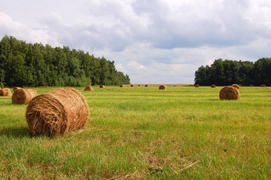 Вязанки сена на поле