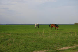Лошади пасутся на поле