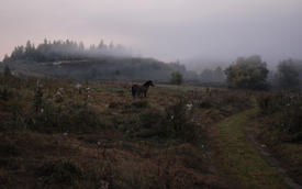 Лошадь и туманный рассвет