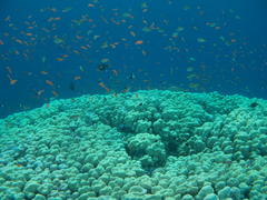 Рыбы и кораллы