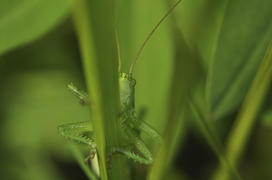 Зеленый кузнечик крупным планом в траве