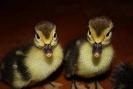 Желторотики