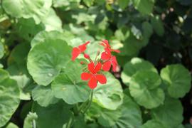 Цветочки-крохотули