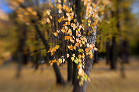 Березовые листья осенью на фоне осенних деревьев