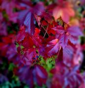 Осенний лес